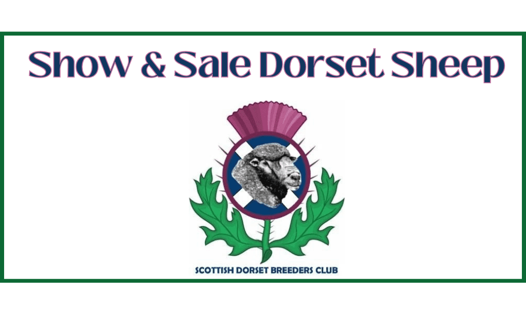 Show & Sale Dorset Sheep