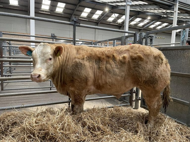 Dreva Reserve Champion 04.03.25