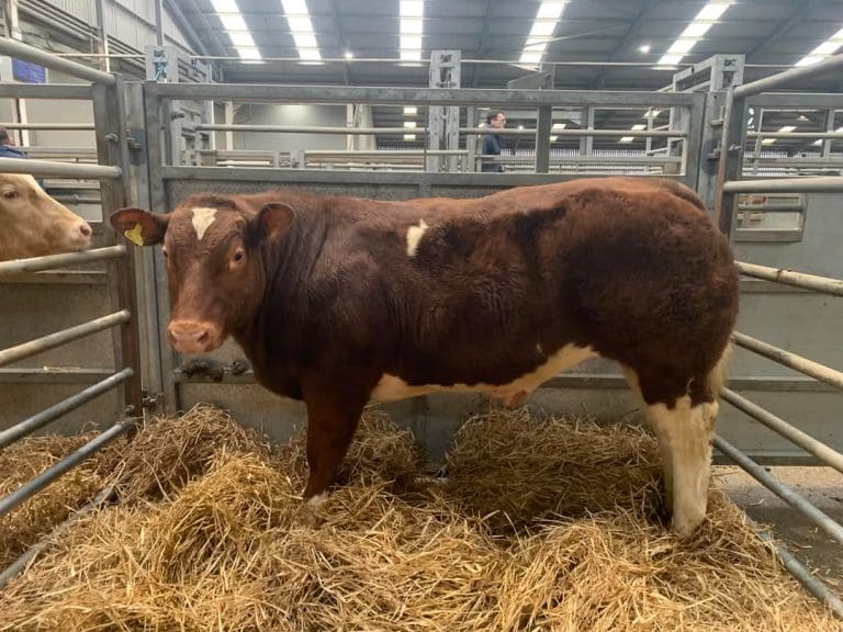 Southmains Champion in Side Pen