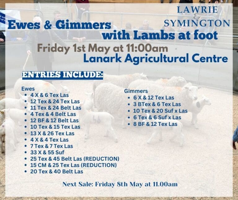 5. 010526 Ewes & Lambs