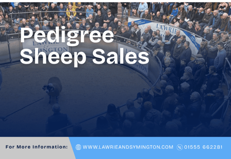 Pedigree Sheep 2026