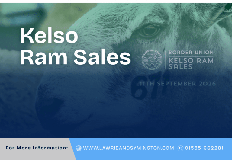 Kelso Ram Sales 2026