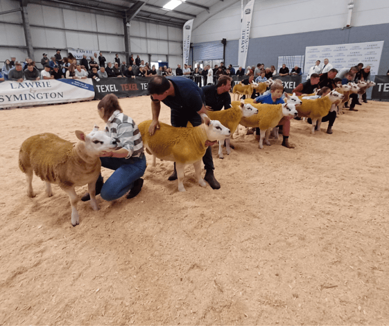 National Texel Sale (1)