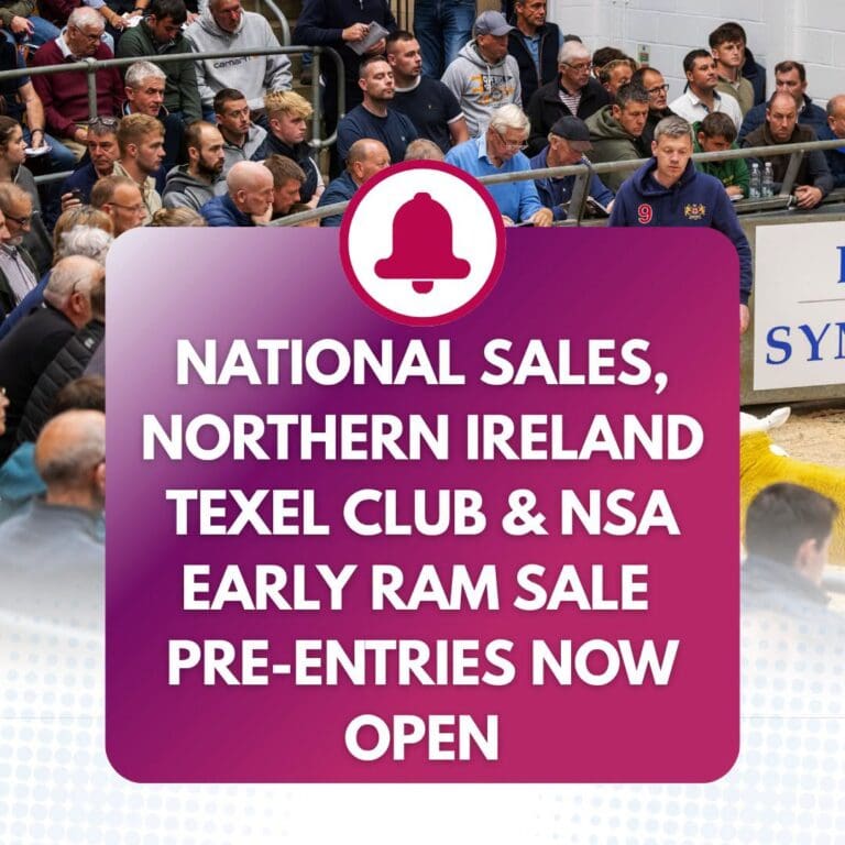Texel Sale image - August 2026